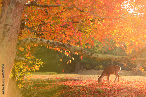 飛火野の紅葉と鹿_ナンキンハゼ_2 photo