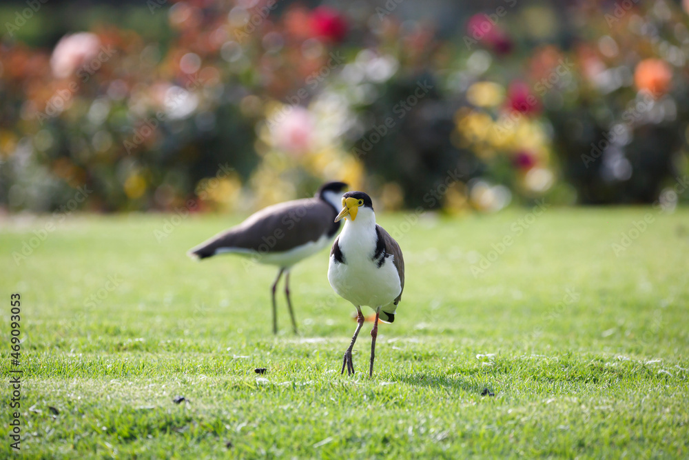 native masked lapwing bird found in a field of grass in front of colourful roses at Adelaide, South Australian parklands native masked lapwing bird found in a field of grass in front of colourful roses at Adelaide, South Australian parklands