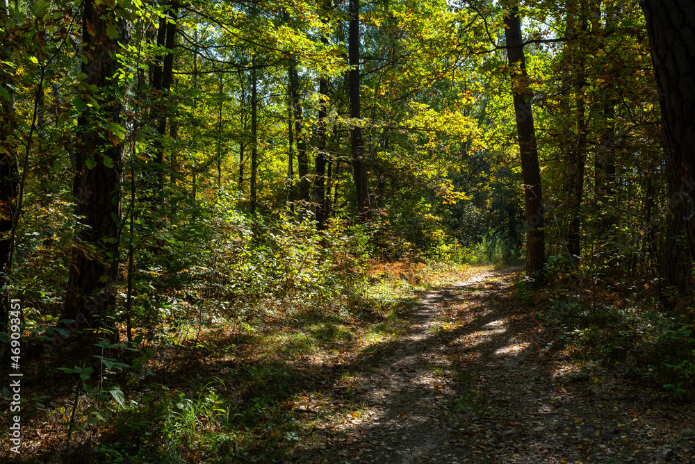Early autumn in the forest. Świętokrzyskie Mountains in Poland. Early autumn in the forest. Świętokrzyskie Mountains in Poland.