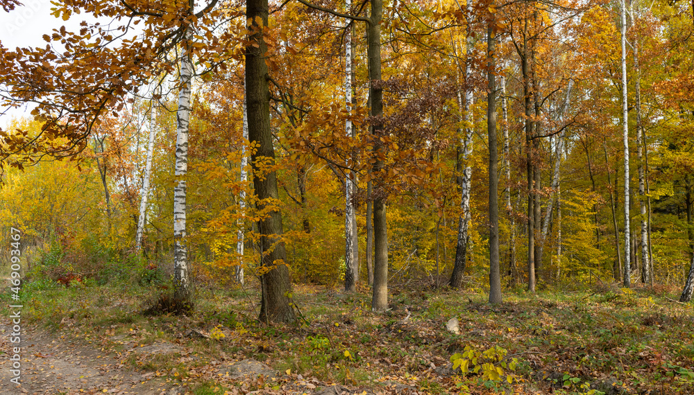 Birch and oak forest in the autumn time. Świętokrzyskie Mountains in Poland.
