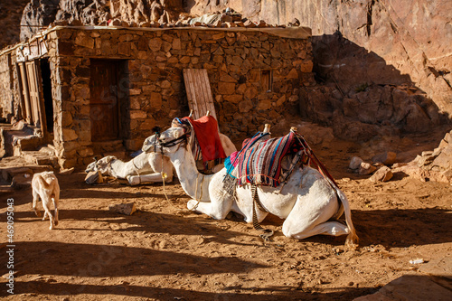 Two camels near the house are waiting for tourists to take them to the top of Mount Sinai (Mount Khoriv, ​​Gabal Musa). Sinai Peninsula of Egypt. photo