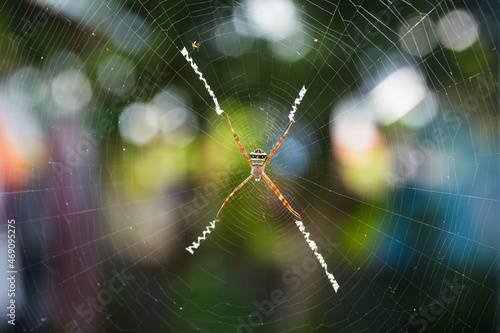 The spider is drawing webs beautifully in the morning.