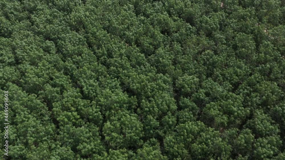 top view of forest, big tree, nature background, green leaves
top view of forest, big tree, nature background, green leaves