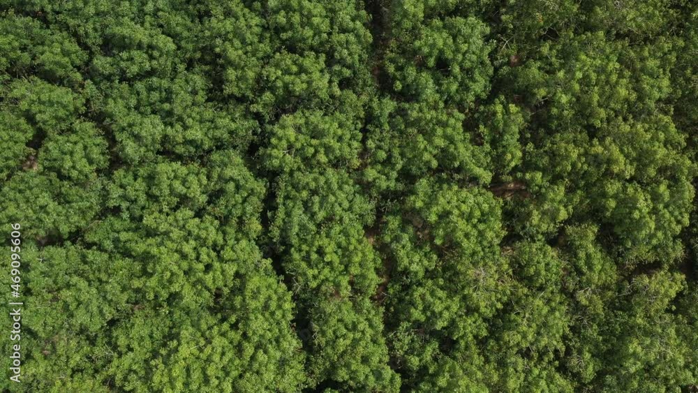 top view of forest, big tree, nature background, green leaves
top view of forest, big tree, nature background, green leaves