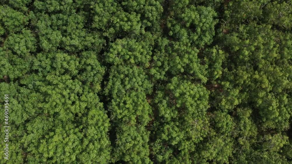 top view of forest, big tree, nature background, green leaves
top view of forest, big tree, nature background, green leaves
