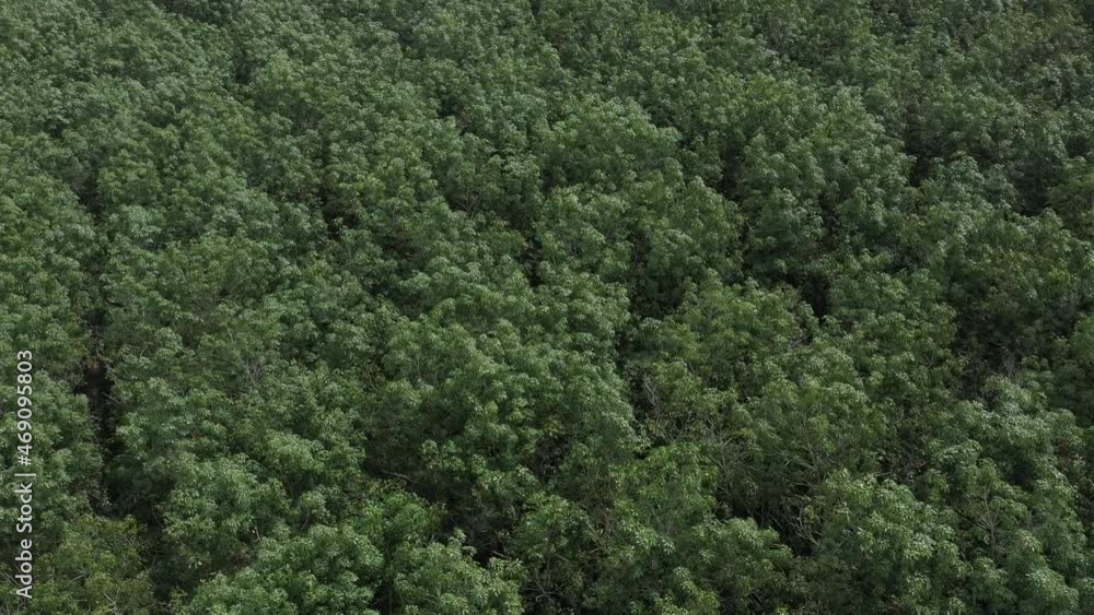 top view of forest, big tree, nature background, green leaves
top view of forest, big tree, nature background, green leaves