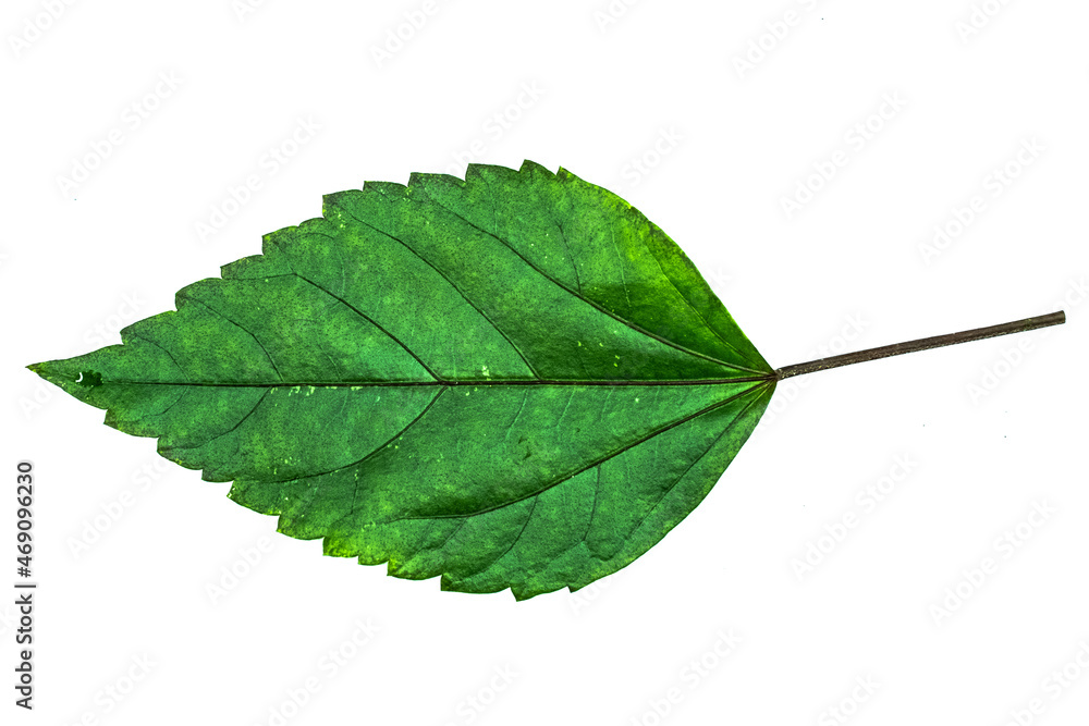 Fototapeta premium green leaf isolated on white
