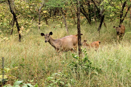 Sideview of Indian Sambar Deer in the Jungle