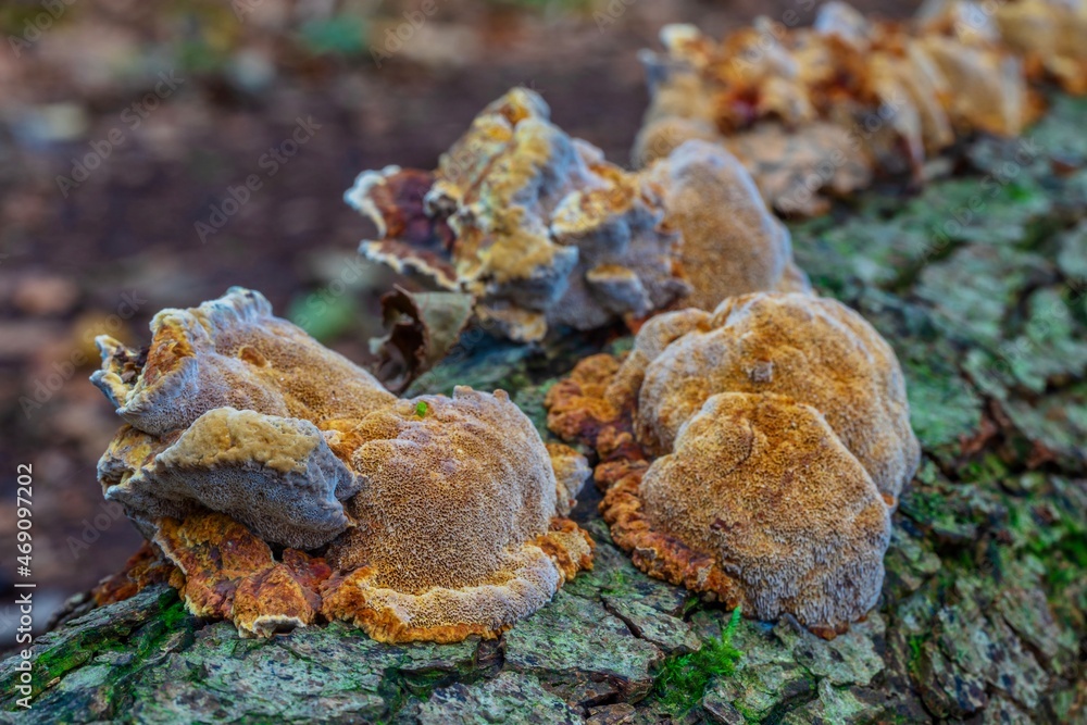 Close up of mushroom Inonotus Radiatus