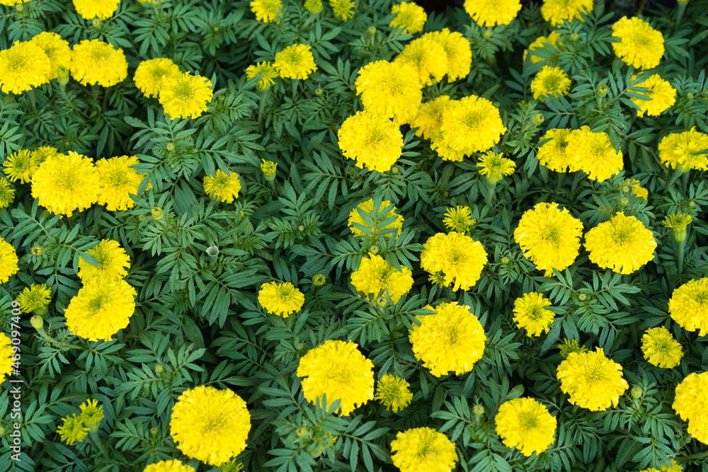 many plants and marigolds bush or yellow flower garden to the golden natural tree with green leaves on top view for nature background many plants and marigolds bush or yellow flower garden to the golden natural tree with green leaves on top view for nature background