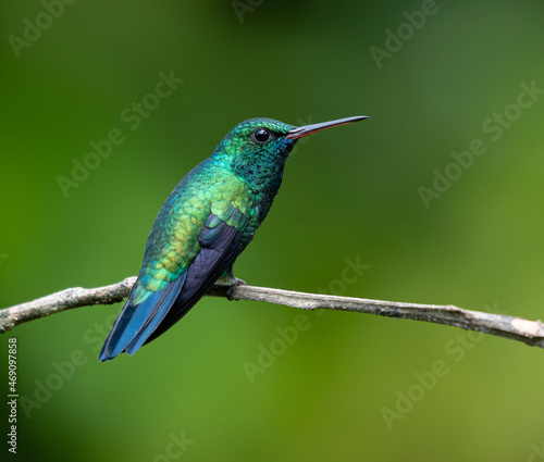 Blue-Chinned Sapphire,(chlorestes notatus), brightly colored bird showing the fine feather detail perched on a branch with good lighting in the tropical forested areas of Trinidad West Indies
