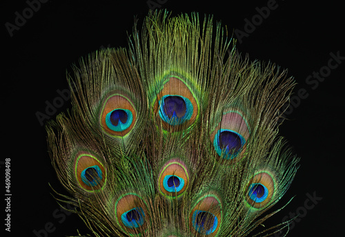 Fotografie Beautiful bright peacock feathers on black background