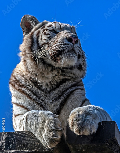 Fototapeta Naklejka Na Ścianę i Meble -  White tiger on the board. Latin name -Panthera tigris tigris, var. alba