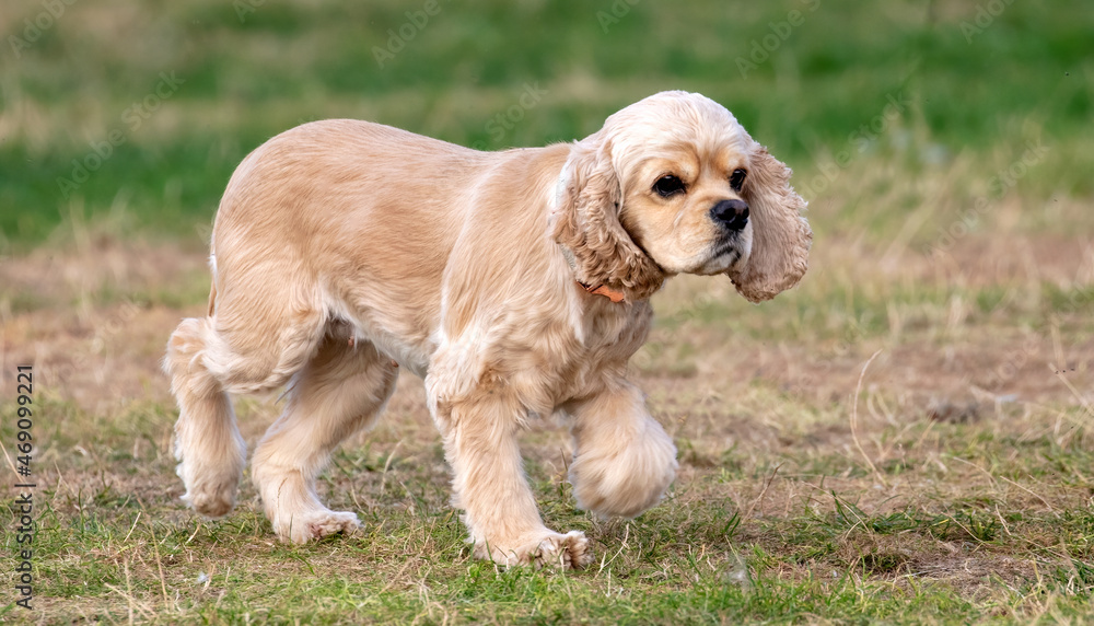 Cocker Spaniel puppy Cocker Spaniel puppy