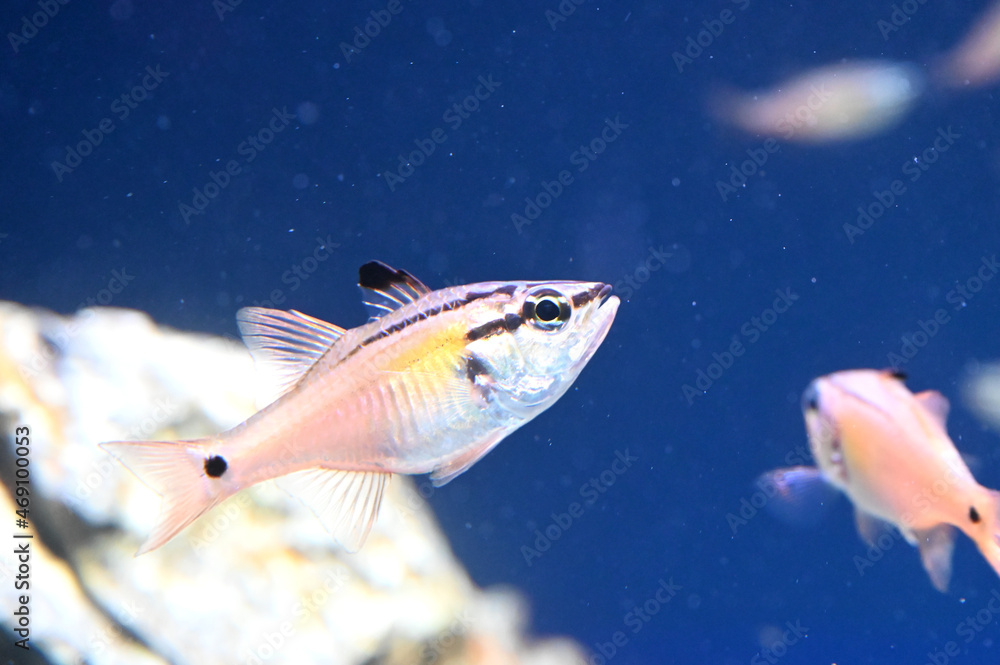 ネンブツダイが泳ぐ姿 ネンブツダイが泳ぐ姿