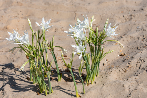Sea daffodil - Pancratium maritimum grows on coastal sands and it is a bulbous perennial flower. photo