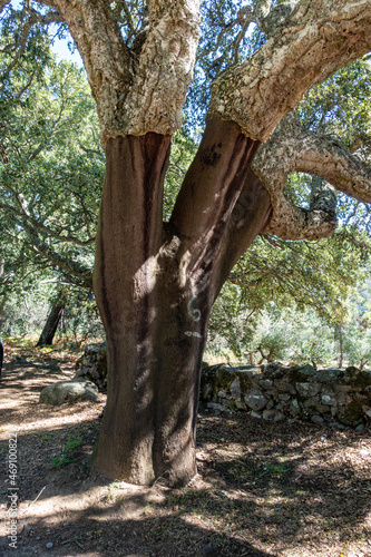 Stamm  einer markierten Korkeiche,  wo  die  Rinde  geerntet wurde,  Portugal. photo