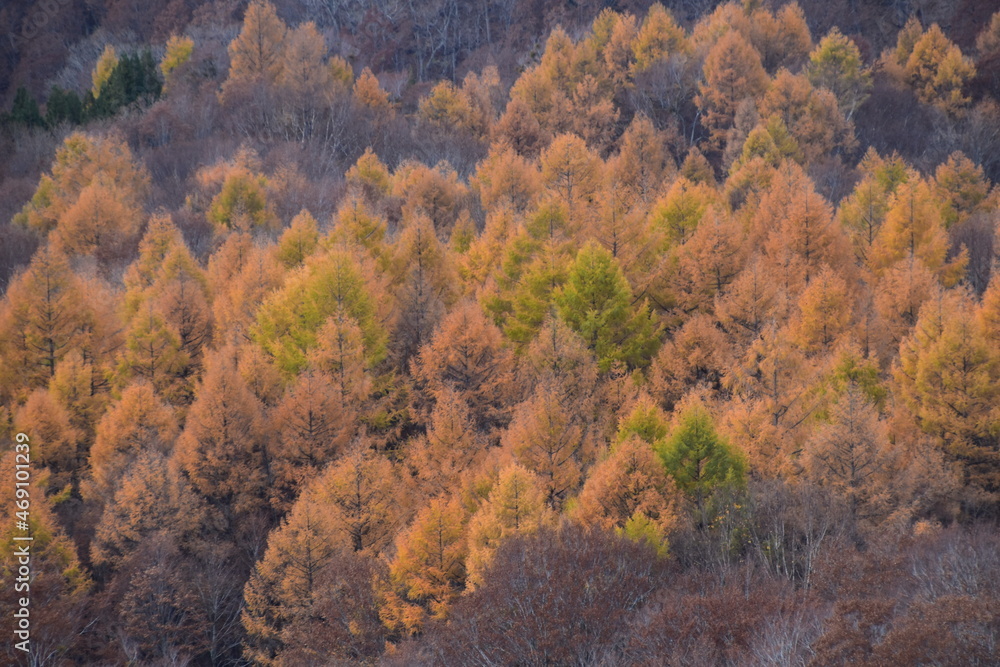 The view of Autumn in Aomori, Japan