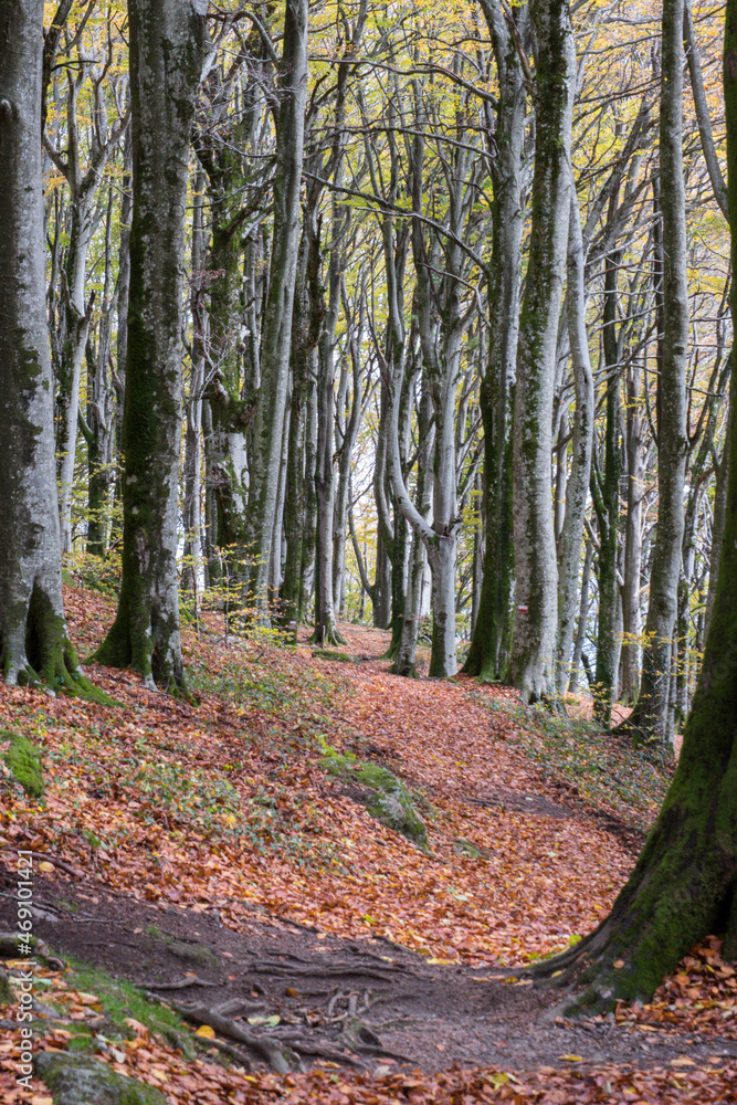 Obraz premium tronchi