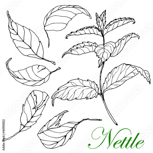 Nettle. Branch and leaves . Hand drawn. Black and white sketch. Isolated white background. Engraving. For tattoos, packaging, labels,medical,tea,cosmetic