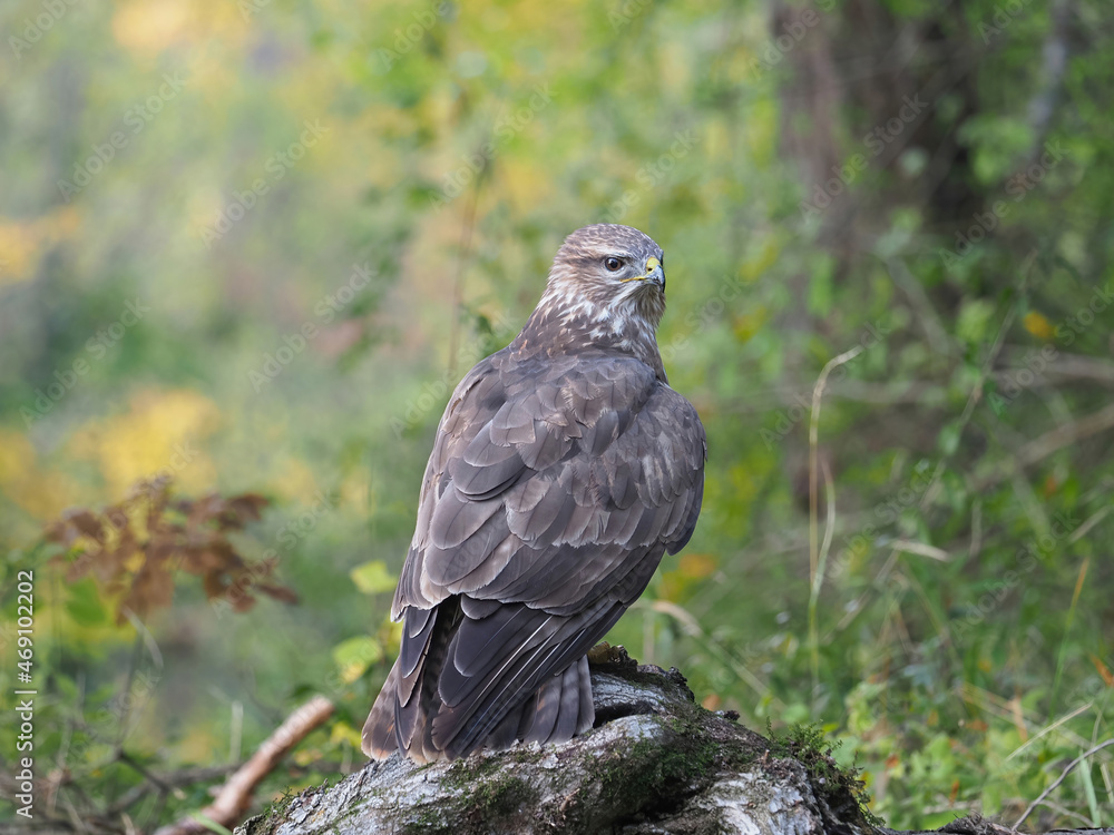 Fototapeta premium A common buzzard (Buteo buteo) in the forest
