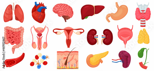 Realistic human internal organs icons set with lungs, kidneys, stomach, intestines, brain, heart, spleen and liver, skin, artery, blood, etc., vector flat illustration photo