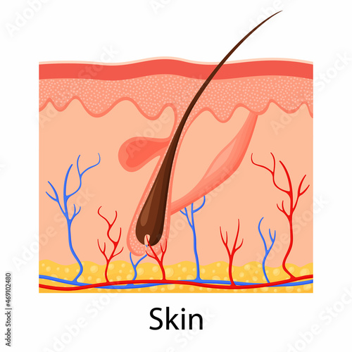 Human skin. Layered epidermis with hair follicle, sweat and sebaceous glands. Healthy skin anatomy medical vector illustration. Dermis and epidermis skin, hypodermis, flat design photo