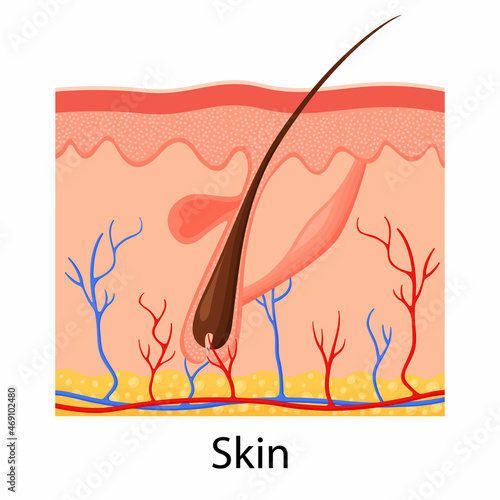 Human skin. Layered epidermis with hair follicle, sweat and sebaceous glands. Healthy skin anatomy medical vector illustration. Dermis and epidermis skin, hypodermis, flat design