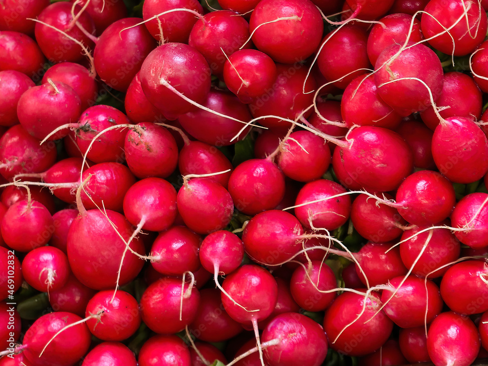 Closeup of bright red fresh raw Radishes at a Market Closeup of bright red fresh raw Radishes at a Market