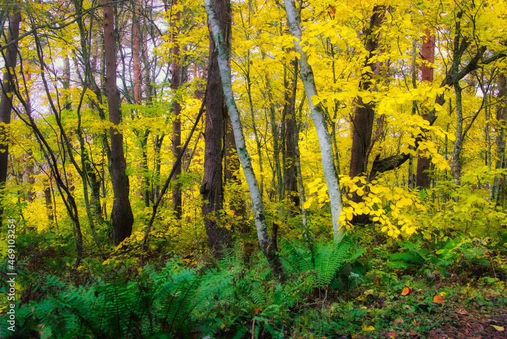 Obraz premium 紅葉に彩られた福島の裏磐梯・五色沼周辺の美しい自然の風景