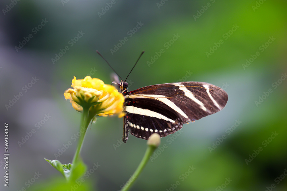 Ein exotischer Schmetterling auf einer Pflanze.
Ein exotischer Schmetterling auf einer Pflanze.