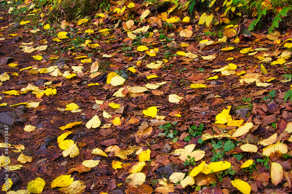 Obraz premium 紅葉に彩られた福島の裏磐梯・五色沼周辺の美しい自然の風景