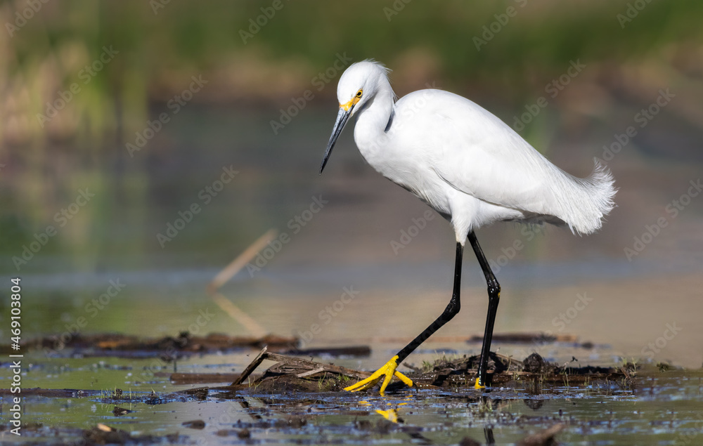 Naklejka premium Snowy Egret