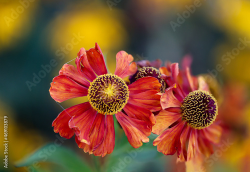 Die wunderschönen Blüten einer Garten Zinnie, Zinnia elegans. photo