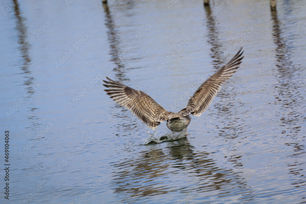 Obraz premium Portrait einer Mantelmöwe. Mantelmöwe am Strand der Ostsee. 