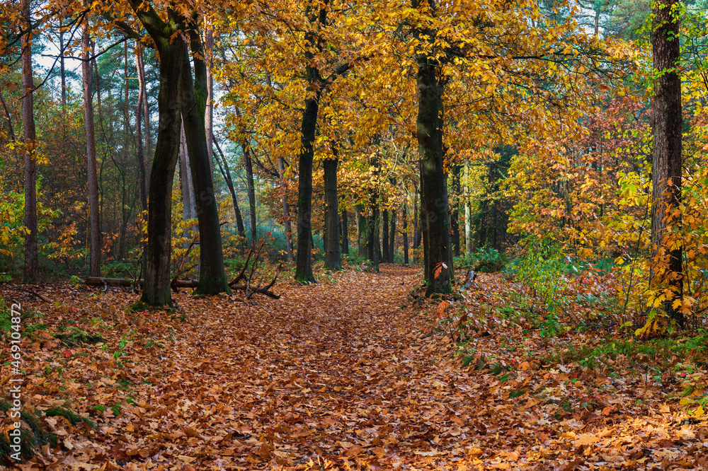 Beautiful autumn leaves in national park Hooge Vuursche in the Netherlands, province Utrecht, stock photopgraphy, Hilversum, Baarn