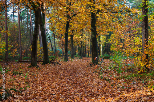 Beautiful autumn leaves in national park Hooge Vuursche in the Netherlands, province Utrecht, stock photopgraphy, Hilversum, Baarn
