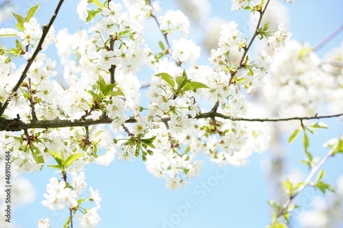 Kwitnące drzewo wiśniowe  © decam
