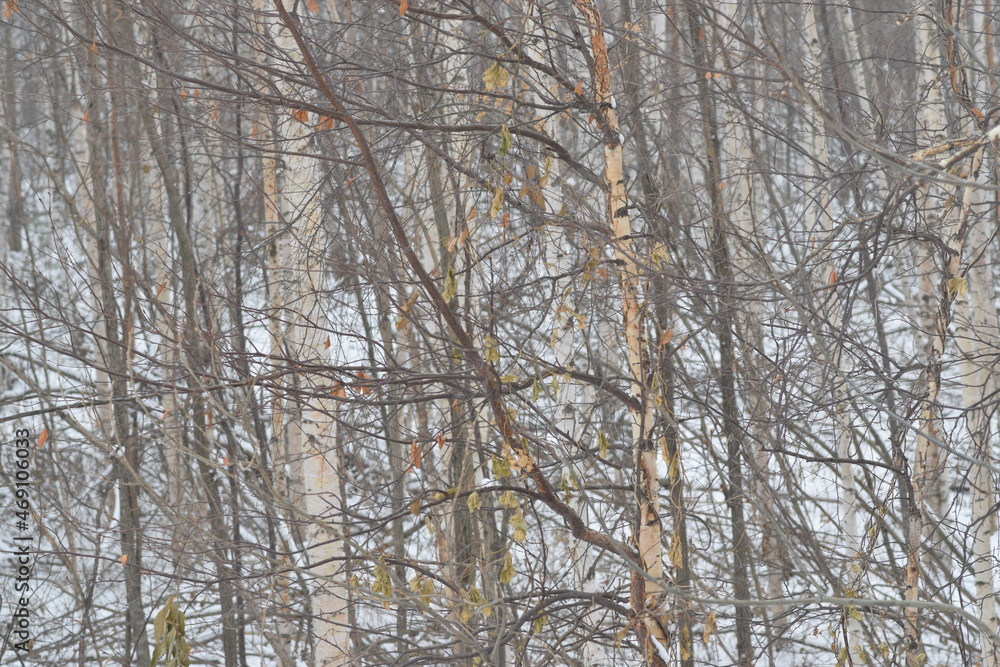 PHOTO PHONE, SOFT FOCUS, BLURRED IMAGE OF PLANTS, SILHOUETTES OF BRANCHES, LEAVES ON A SNOW BACKGROUND. LANDSCAPE forest in late autumn. dark browns and reddish colors.
Abstraction PHOTO PHONE, SOFT FOCUS, BLURRED IMAGE OF PLANTS, SILHOUETTES OF BRANCHES, LEAVES ON A SNOW BACKGROUND. LANDSCAPE forest in late autumn. dark browns and reddish colors.
Abstraction
