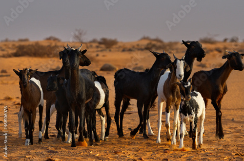 West Africa. Mauritania. A flock of goats graze in the Sahara Desert  in which there is almost no vegetation.