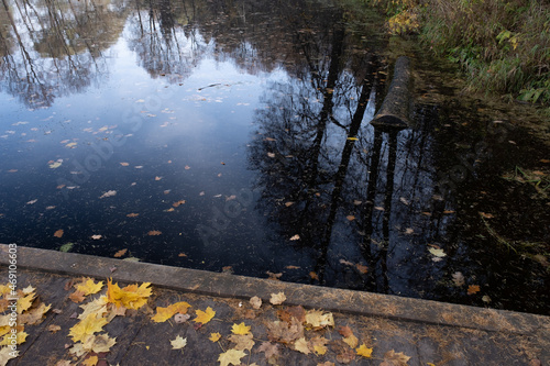 reflection of the forest in the water