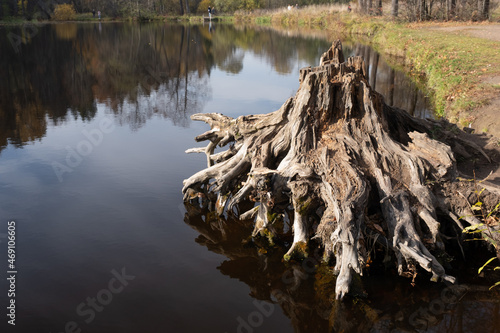 fabulous tree root in water
