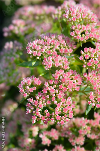 Wallpaper Mural Stonecrop Herbstfreude Torontodigital.ca