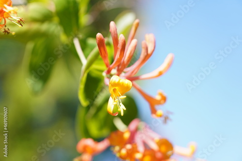 Wallpaper Mural żółto-czerwony kwiat Torontodigital.ca