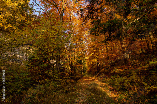 Autumn sun warmly shining through the canopy of beech trees with gold foliage. © andreaobzerova
