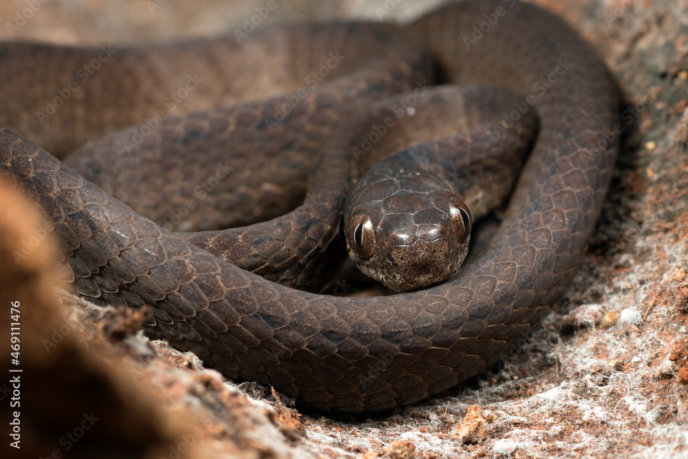 Slug eater snake coiled around a tree trunk Slug eater snake coiled around a tree trunk
