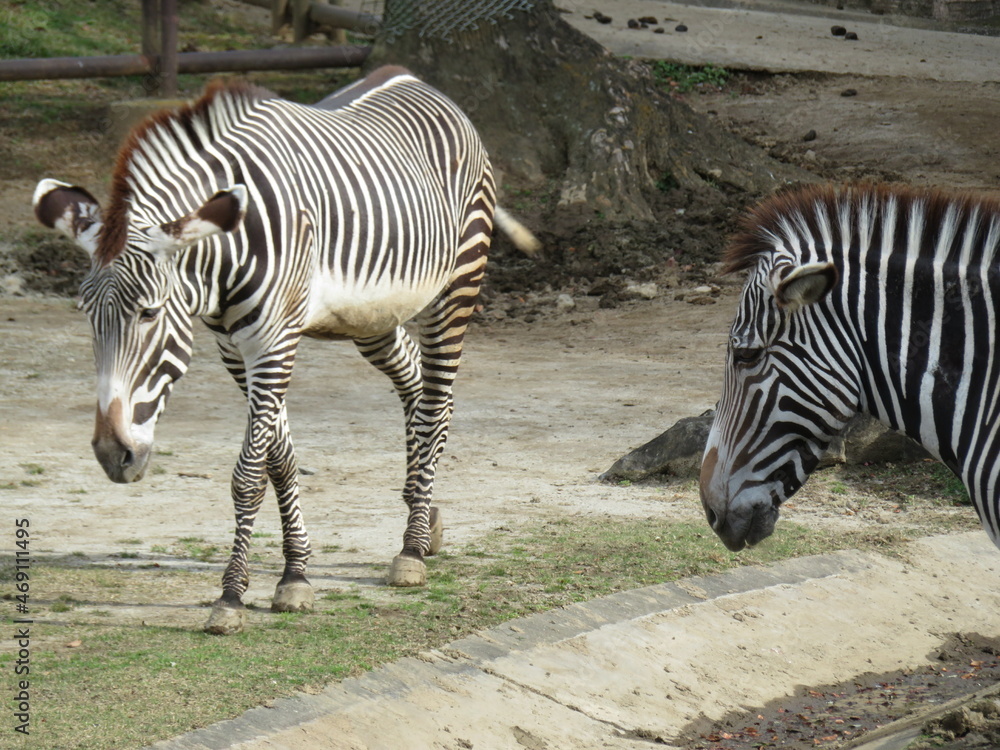 zebra zebra