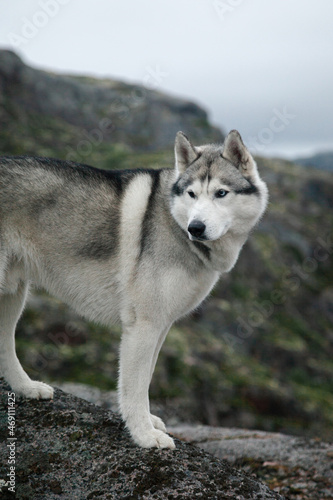 Grey husky dog stands on a rock against the backdrop of northern nature. Arctic Ocean  Barents Sea