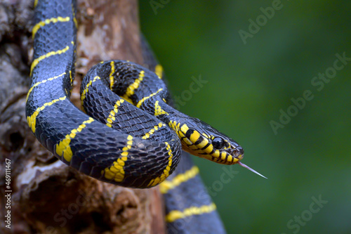The gold-ringed cat snake in various position 