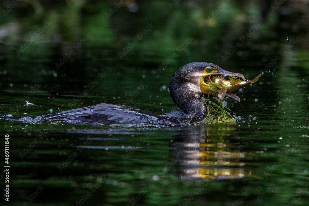 Kormoran (Phalacrocorax carbo) mit erbeutetem Fisch Kormoran (Phalacrocorax carbo) mit erbeutetem Fisch